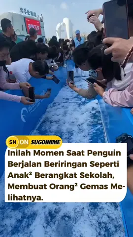 Di Harbin Polarland, sebuah taman satwa di Harbin, Provinsi Heilongjiang, China, penguin-penguin Afrika sering terlihat berjalan beriringan, menciptakan pemandangan yang menggemaskan layaknya anak-anak berangkat sekolah.  Fenomena ini menjadi viral di media sosial, menarik perhatian banyak orang yang terhibur melihatnya. Perilaku ini mencerminkan sifat sosial alami penguin yang cenderung bergerak dalam kelompok untuk saling menjaga dan berkomunikasi. Di alam liar, mereka berjalan bersama untuk berburu, berlindung dari predator, dan menjaga kehangatan tubuh.  Di Harbin Polarland, penguin-penguin ini tidak hanya menjadi daya tarik wisatawan, tetapi juga bagian dari upaya konservasi dan edukasi satwa liar. #fyp #penguin #penguins #animals #hewan 