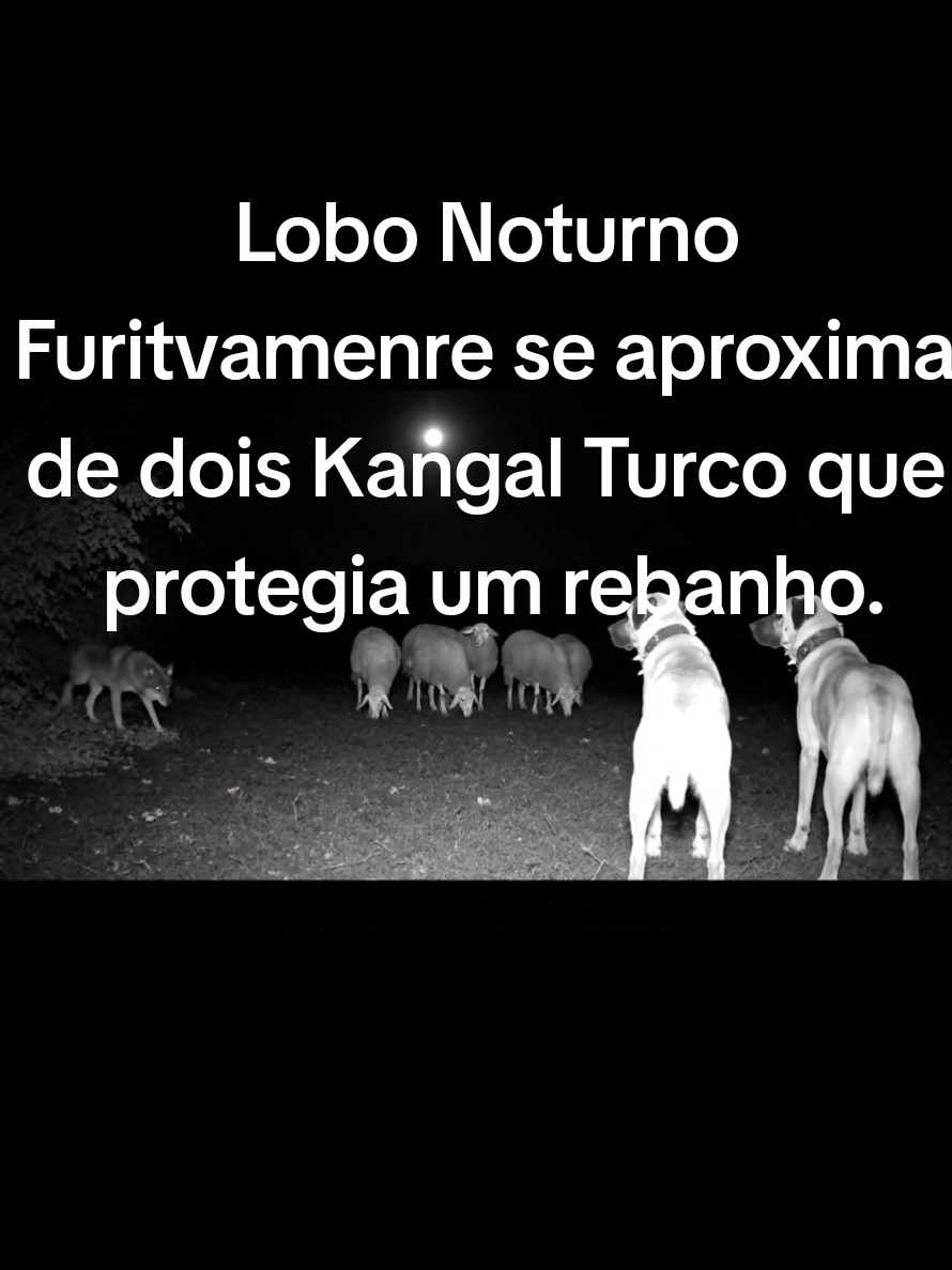 Era uma vez um Lobo Noturno que decidiu se aproximar furtivamente de dois cães Kangal Turco que estavam de guarda.#wolf #kangal #wolves #nightvision #fyp @Kangal Turco 