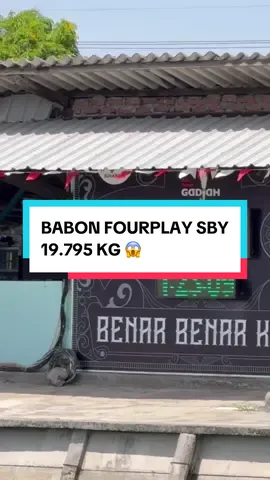 19.795 Kg 🥲 #jasjisjussurabaya #galatamaikanmas #mancingmania #jasjisjusfishingteam #ikantombro 