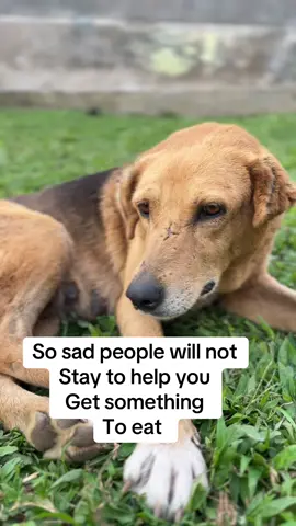 We really need your help #dogs #cats #cow #post @karenthomasongrim @B Positive Productions @Nina  @Mexiquenses 