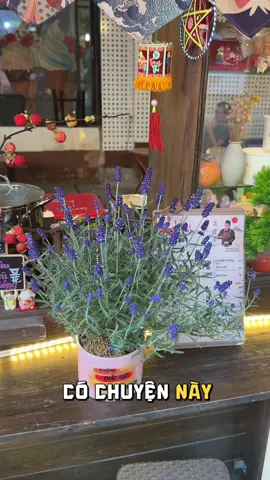 Ai biết trông cây cho chậu cây lavender tôi sống lại không . #tiemtauhu 