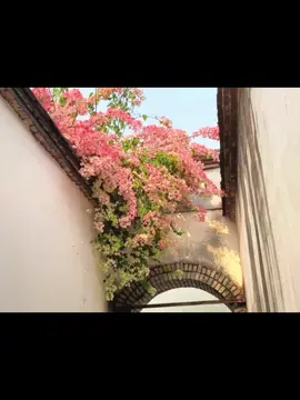 Hoa giấy phớt Hồng ! Trồng trên nóc nhà 