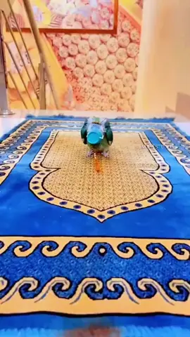ভাগ্যবান সে পাখি। 