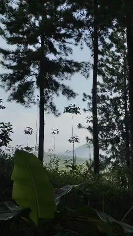 ngilangin rasa cape, dengan cara yang lebih cape🙆 #hikingadventures  #bukitjatisewitcilongok  #sehatbahagia #fypfyypシ  #fyyyyyppppppppppppppp 