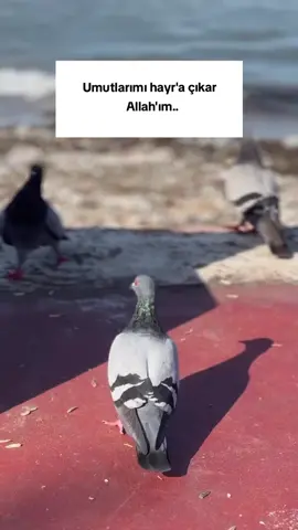 Allah'ım...