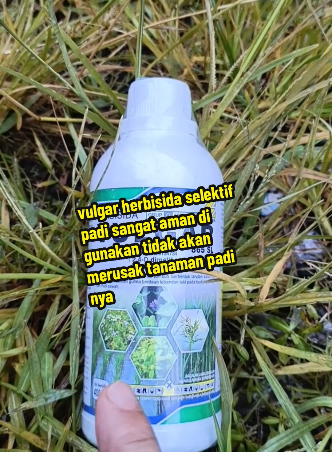 cara ampuh dan jitu menumpas rumput di sela