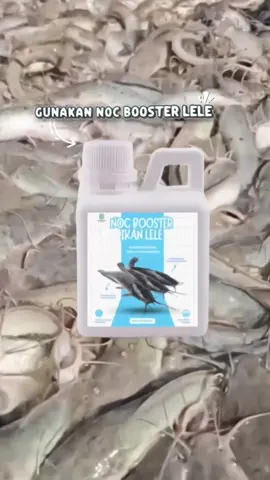 Rahasia para peternak lele cepat besar cuma 30 hari , NOC booster ikan lele #peternaklele #noc #booster #ikan #lele 