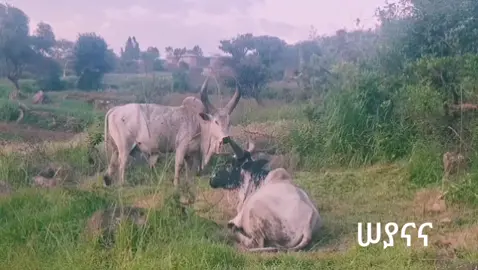 ሙሉውን ከፈለጉ ይቱብ ላይ ሠያናና ቲዩብ ብለው ይግቡ🙏🙏