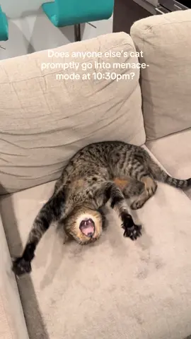 No but seriously it’s like clockwork. Cats are so stinking funny. Even when he’s tormenting me I find it hilarious… which probably doesn’t help me in this situation haha #talkingcat #funnycat #catsoftiktok 