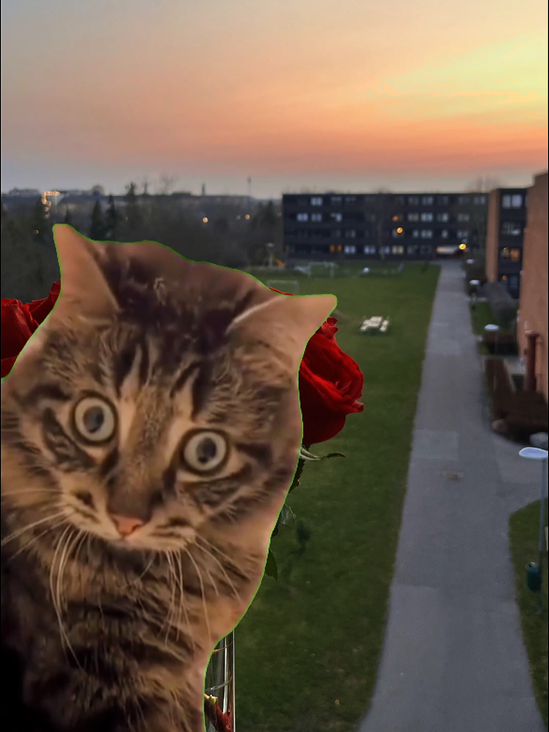 #Meme #MemeCut #CapCut #videoviral #fyyyyyyyyyyyyyyyy 