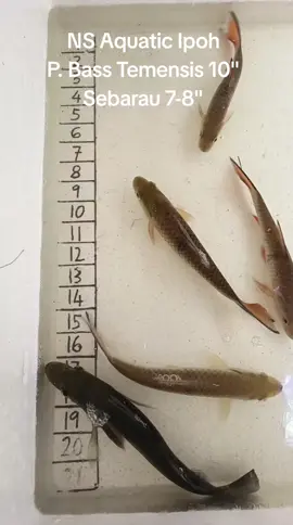 PB & Serigala Sungai  #ikan #Ipoh #fishkeeper #aquarist #ikansungai 