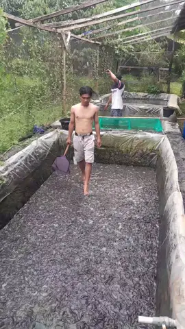 Bongkar Bibit Lele Mania Banjarnegara Jawa Tengah #fyppppppppppppppppppppppp #lele #budidayaikan 
