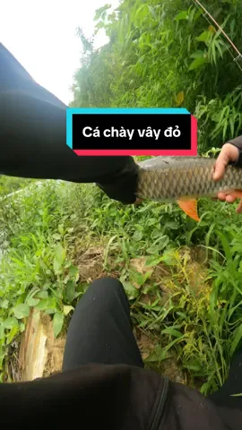 Câu lure suối bằng mồi thìa lượn #cầntàyđicâu #moicauauoi #moithiavacausuoi 