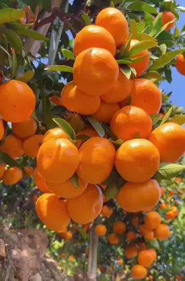 #bibitjeruksantangmadu #beliditiktok #promo1010 #fyp 