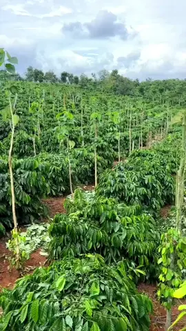 Hasil perjuangan petani sudah terlihat #coffeefarmer #trending #viraltiktok #viral #fyp 
