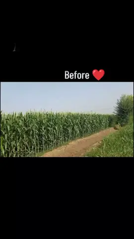#🥺🥺🥺🥺 #dhairzaraifarm❣️ #fyp #foryoupage❤️❤️ #foryour 