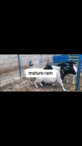 #kajiadotiktokers #laikipiatiktokers❣️❣️ #agriculturelife #dorpersheep #farming 