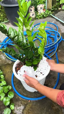 ต้นกวักมรกต นำมาใส่กระถางทรงสูงแบบนี้ โรยประดับด้วยหินกรวดสีขาวเพิ่มเติม สวยงามสไตล์มินิมอล ไม่ต้องง้อขาตั้งค่ะ   #ต้นไม้มงคล #ต้นไม้ฟอกอากาศ #ต้นกวักมรกต #ร้านต้นไม้นาดี 