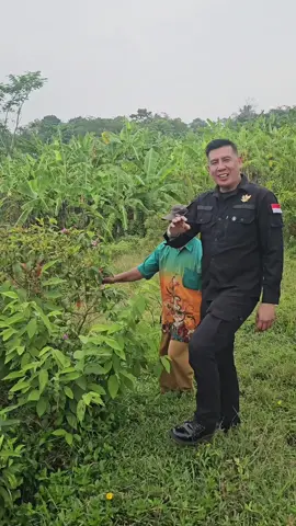 Org sunda mah bilang nya ini harendong.. bunga nya enak di masak buah nya manis di makan.. dan daun nya bs jdi obat.. di tempat kalian apa nama tumbuhan ini..  #harendong #foryourpage #fyp #xyzabc 