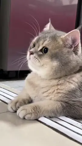 kucing lol 🤣🤣🤣 #tiktok #foryou #kucinglol 