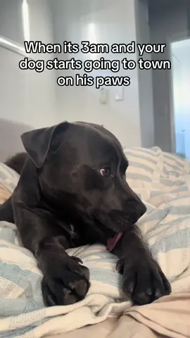 Just sleep bro🥲🐾  #staffy #fyp #dogsofttiktok #viral #dog 
