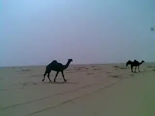 #ابودواس_العرجاني #المجاهيم #مزاين_ام_رقيبه 