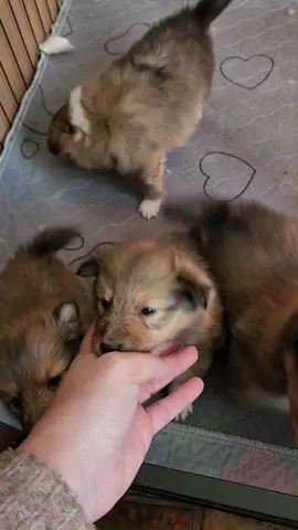 Bon dimanche à tous 🥰 #bergerdesshetland #shetlandsheepdog #elevage #chiots #pourtoi😊 