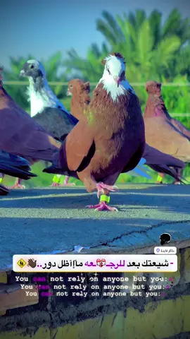 #اللهم_صل_على_محمد_وآل_محمد 🩵🍃#تفاعلكم_لايك_متابعه_اكسبلوررررراexplore #اكسبلور #مشاهير_تيك_توك #الشعب_الصيني_ماله_حل😂😂 @زغلول.٢٠١٧ @﮼ࢪضيوو 𓅔@فكات ارافل وحمر الديوانية @شام العلواني 🔥💎 @علي محسن 🦅 
