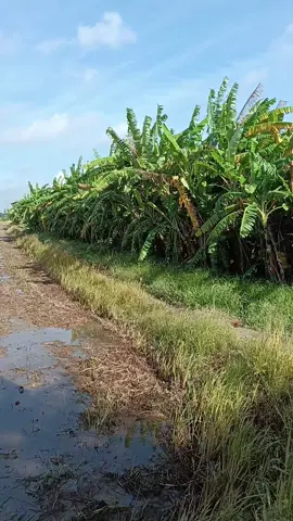 nhạc buồn... cảnh buồn.... lòng người thì....