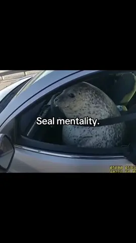 #fyp #seal #viral #fyppppppppppppppppppppppp #fypシ゚ 