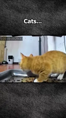 Pets are cute #cats #meme #fun #viral #2025 