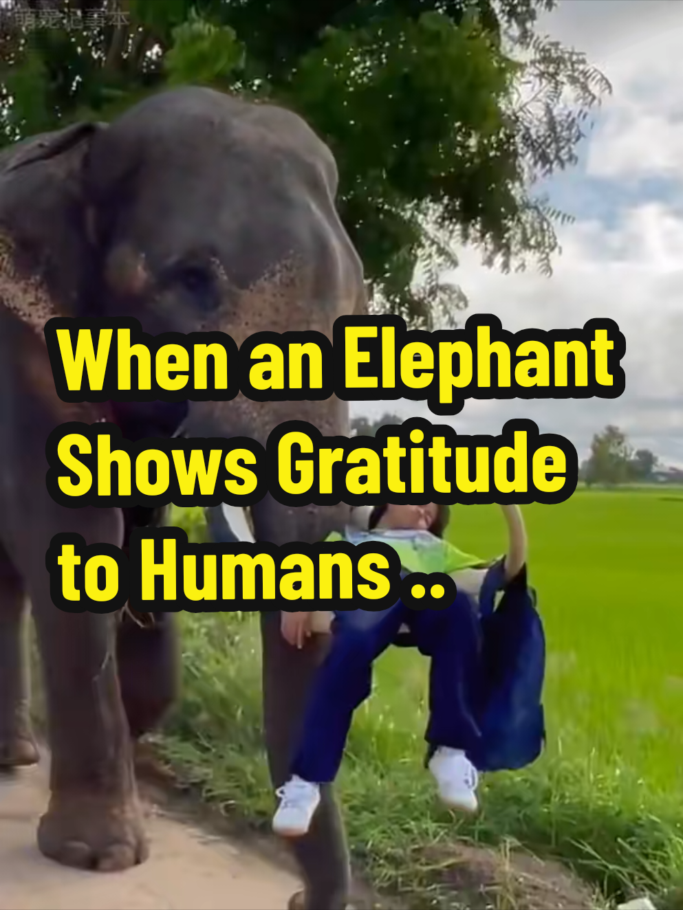 This isn’t just a story, it’s a real-life tale of love, loyalty, and gratitude from an elephant. As a baby, this elephant was found lost by the girl’s father. Taken in, raised with care, and grown up alongside the family until one day, he started helping: walking her to school every morning. For 3 years, he has faithfully shown up on time, picked her up, walked her to class, and even waited patiently at school until dismissal, never late, never causing any incident. Even big trucks stop for him!   This story reminds us: kindness doesn’t just go one way, even a giant elephant can repay love with unwavering devotion. Translate - Ini bukan cerita biasa, ini kisah nyata tentang cinta, kesetiaan, dan rasa terima kasih dari seekor gajah. Dulu, saat masih bayi, gajah ini ditemukan tersesat oleh ayah si gadis. Dibawa pulang, dirawat, dan tumbuh bersama keluarga, hingga suatu hari, ia mulai belajar membantu: mengantar sang pemilik kecil ke sekolah setiap pagi. Selama 3 tahun, gajah ini setia datang tepat waktu, menjemput, mengantarkan, bahkan menunggu di sekolah sampai jam pulang, tanpa pernah telat atau membuat insiden. Bahkan truk besar pun memberi jalan padanya! Kisah ini mengingatkan kita: kasih sayang tidak hanya diberikan tapi juga dibalas, bahkan oleh makhluk sebesar gajah. #ElephantHero #GratefulElephant #SchoolRideByElephant #AnimalLoveStory #LoyaltyUnmatched 