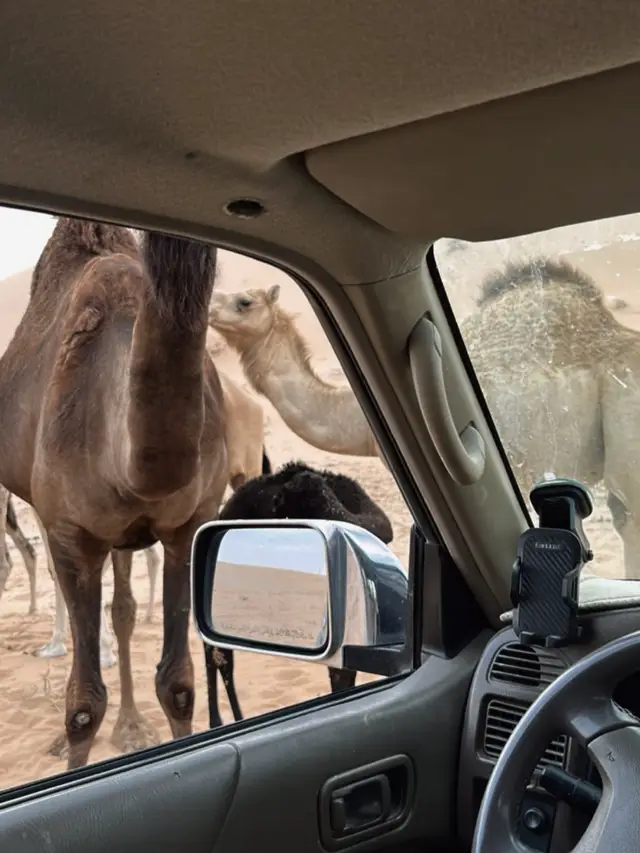 شدوا بدو قلبي عن ديار قلبك والبدو لا شدو عن ديار يبطون واليا انشدوك الناس وش كان ذنبك قول البدو لاعافوا القاع يمشون أقفت إركابي ما تبي عذب شربك طبع الكرام ان شافوا الضيم يقفون #4u#liwa#fyp 