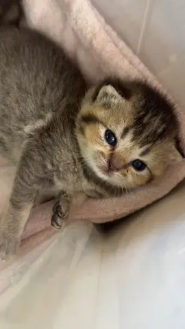 #kittensoftiktok #kitten ##catsoftiktok 