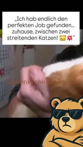„Wer braucht schon Vollzeit arbeiten, wenn die Katzen schon genug Drama liefern? 😂 Zwischen Futter, Kratzbaum-Kriegen und Tierarzt-Terminen bleibt keine Zeit fürs Büro!  #KatzenBoss“ #CatDrama#HomeOfficeForever #KatzenChaos #WorkFromHomeVibes 