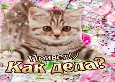 #гифкикотики #meuw #котикинакаждыйдень #какдела #мяу #котикиоткрытки #catsforeveryday 