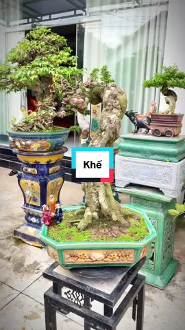 Khế văn nhân#bonsai #caycanhdep 
