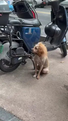 vẻ đẹp này cần được bảo tồn #cute #pet #funny #hair #dogs 