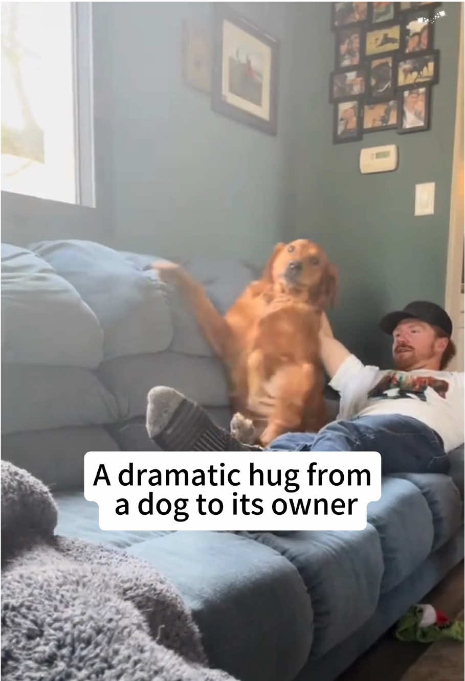 Dogs hug their owners 🥹#fyp #dog #tiktok #pet #puppy #owner 