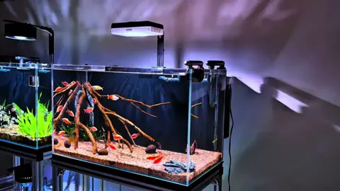 💭 Có người nói: “Nuôi cá là thú vui vô bổ của đàn ông.” Nhưng thật ra, với nhiều người thì đó chính là cách tìm sự bình yên sau bộn bề cuộc sống. ✨ Một bể cá nhỏ, vài chú cá tung tăng, chút cây thủy sinh xanh mát – thế là đủ để giải tỏa căng thẳng và cân bằng lại tinh thần. 👉 Bạn có nghĩ nuôi cá chỉ là sở thích đơn thuần, hay đó còn là một cách “thiền” rất riêng của đàn ông? #nuoica #thuySinh #soThichdanOng #thoiGianThuGian #caCanh