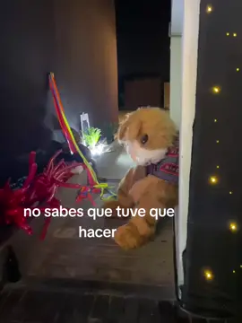 Pobre cuy😔 #decepción #cumbiaperuana #tiktokviral #fypage #peruanos 