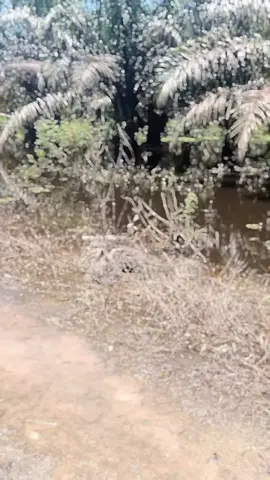 wkwkwk asekk#fyppppppppppppppppppppppp #kesting #toman 