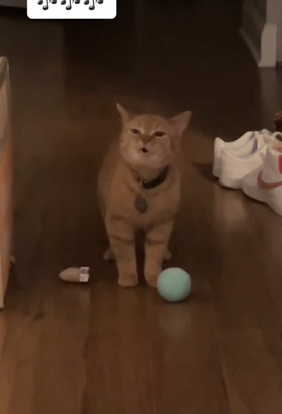 Singing Cat 🎶🐈#funnycats #funnyanimals #petvideos #cat #catsoftiktok   