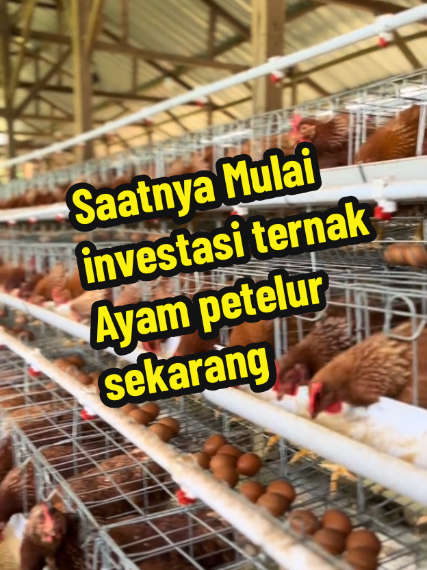 #fyp #fypシ #foryou #viral #GabungKemitraanAyam #KemitraanAyamPetelur #BisnisAyamPetelur #PeluangUsahaAyam #GabungMitraPeternakan #MitraAyamPetelur #PanenTelurSetiapHari #BisnisAyamMenguntungkan #KemitraanBahagia #BisnisAyamViral #PassiveIncome 