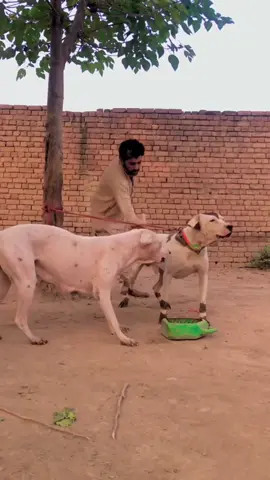 🦅👊#foryou #foryoupage 