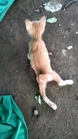 gak sengaja ketemu kucing yng kakix pincang kebelakang ksihan bngt dia jalanx sambil seret kakix 😭😭 #fypdonggg #kucingliar #sedih #pecintakucing #mewek 