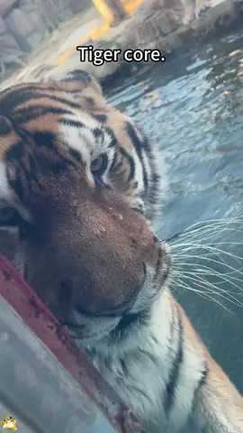 Why Tigers Are the Ultimate Viral Stars🐯🎞#tiktok#usa#pet#fyp#tiger