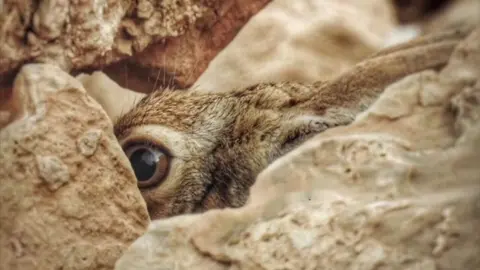 #مقناص #قطر #مقناص_الطيور #كراوين#شاهين         