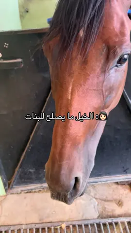 # نادي افضل الفرسان للفروسية #ابها#الجنوب #خيل_وخياله🐎 #ماشاءالله 