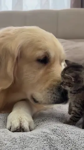 Dog guarding cat💕 #dog #cat #Love #tiktok #fyp 